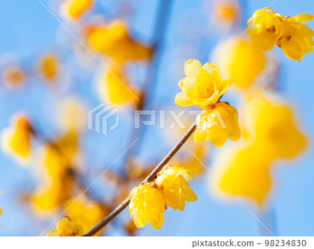 Wintersweet in full bloom in the New Year 98234830