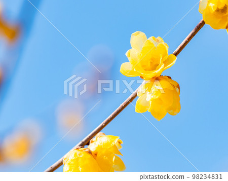 Wintersweet in full bloom in the New Year 98234831