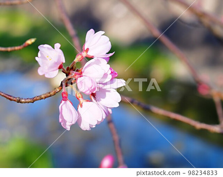Close-up of the Shokawa cherry blossoms that have begun to bloom 98234833