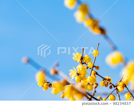 Wintersweet in full bloom in the New Year 98234837