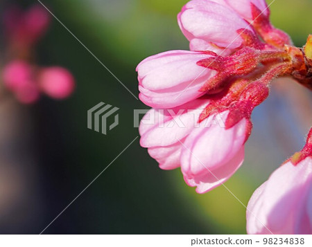 Close-up of the Shokawa cherry blossoms that have begun to bloom 98234838