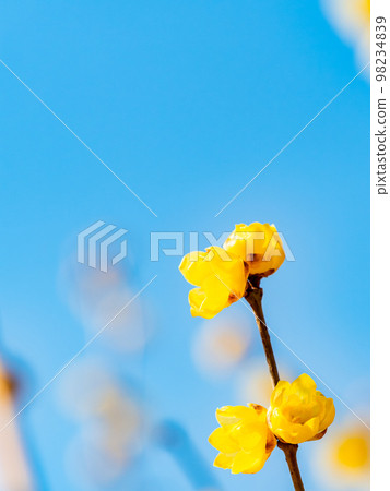 Wintersweet in full bloom in the New Year 98234839