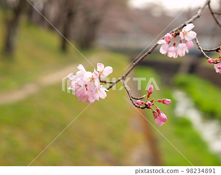 The Shokawa cherry blossoms on the Minase River that have begun to bloom 98234891