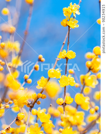 新春臘梅盛開 98234915