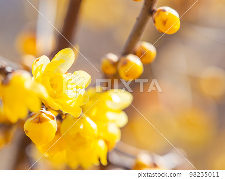 Wintersweet in full bloom in the New Year Wintersweet in full bloom in the New Year 98235011
