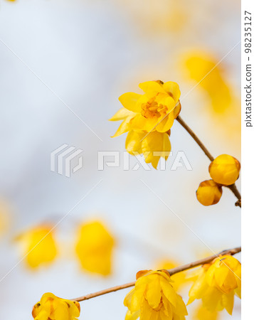 新春臘梅盛開 98235127