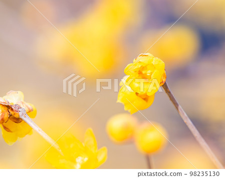 Wintersweet in full bloom in the New Year Wintersweet in full bloom in the New Year 98235130