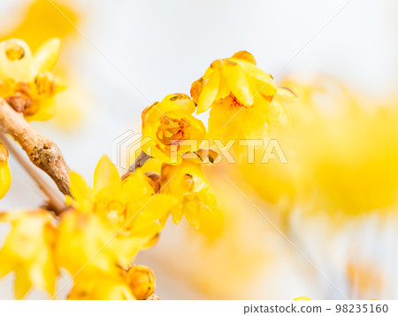 Wintersweet in full bloom in the New Year 98235160