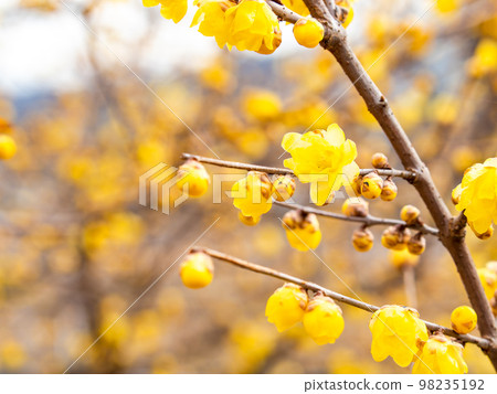 Wintersweet in full bloom in the New Year 98235192