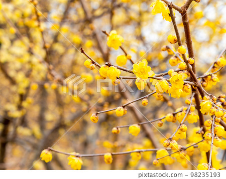 Wintersweet in full bloom in the New Year Wintersweet in full bloom in the New Year 98235193