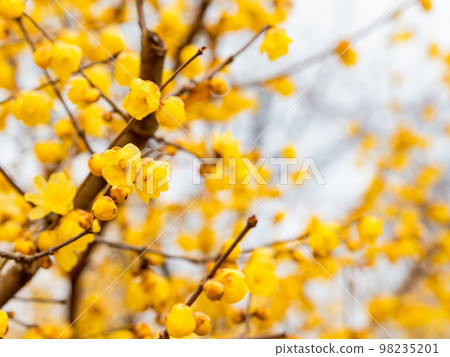 Wintersweet in full bloom in the New Year Wintersweet in full bloom in the New Year 98235201