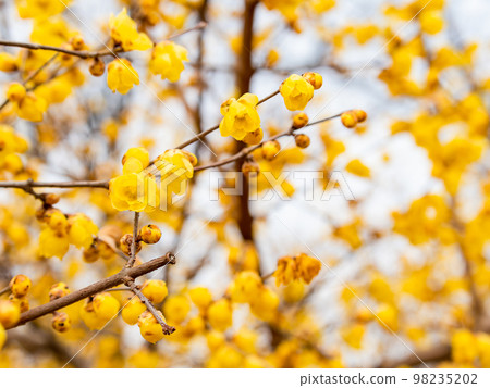 Wintersweet in full bloom in the New Year 98235202