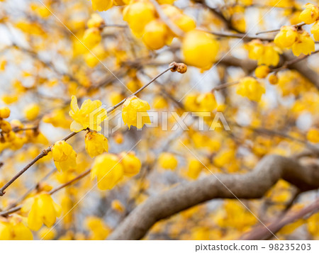 Wintersweet in full bloom in the New Year Wintersweet in full bloom in the New Year 98235203