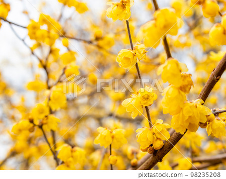 Wintersweet in full bloom in the New Year 98235208