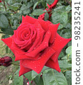 Red rose wet in the rain 98235241
