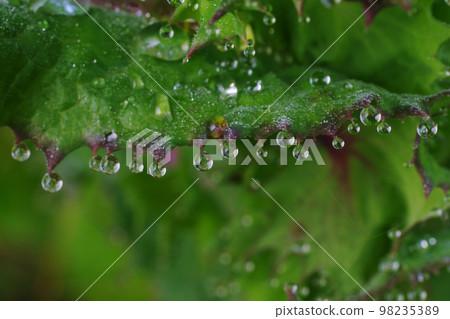 The drops (drops, drops, drops, water drops) attached to the green leaves are fresh The drops (drops, drops, drops, water drops) attached to the green leaves are fresh 98235389