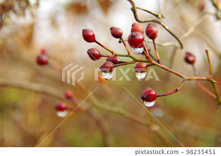 Drops (drops, drops, drops, water drops) with rose hips are fresh Drops (drops, drops, drops, water drops) with rose hips are fresh 98235451