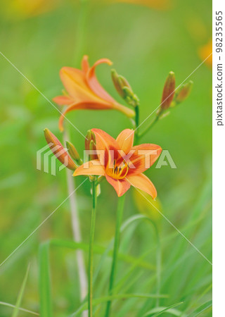 長野縣 Murasakikisuge Kirigamine Plateau 長野縣 Murasakikisuge Kirigamine Plateau 98235565