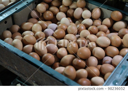 egg 98236032