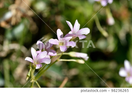 Murasaki Kabaki花 98236265