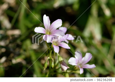 Murasaki Kabaki花 Murasaki Kabaki花 98236266