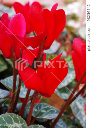 Red cyclamen flowers blooming outdoors are passionate and beautiful Red cyclamen flowers blooming outdoors are passionate and beautiful 98236342