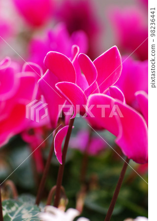 The pink cyclamen flower blooming outdoors is gentle and beautiful 98236441