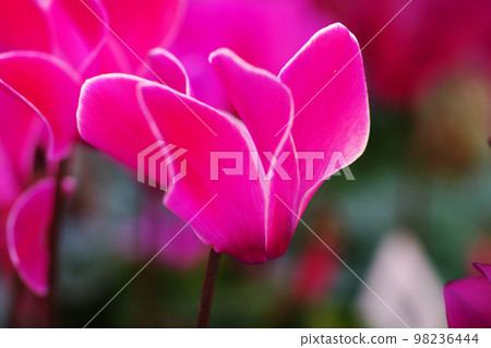 The pink cyclamen flower blooming outdoors is gentle and beautiful 98236444