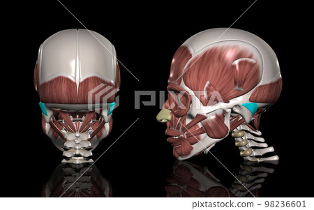 human head muscles posterior auricular muscle human head muscles posterior auricular muscle 98236601