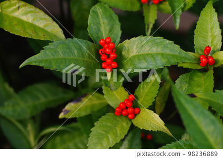 Senryo的紅色果實很漂亮 98236889