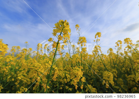 強姦花和藍天和白色雲彩 強姦花和藍天和白色雲彩 98236965