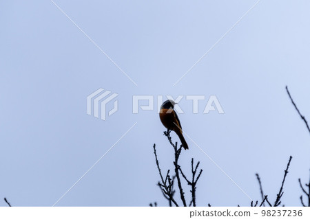 達里安紅尾龍男 達里安紅尾龍男 98237236