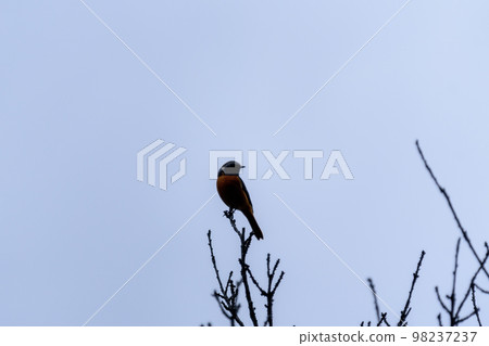 達里安紅尾龍男 98237237