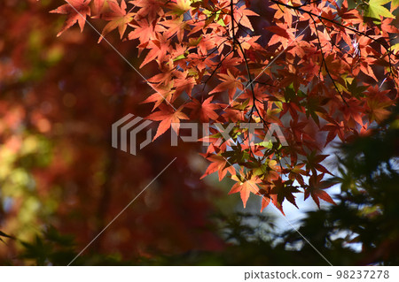 Colorful autumn leaves 98237278