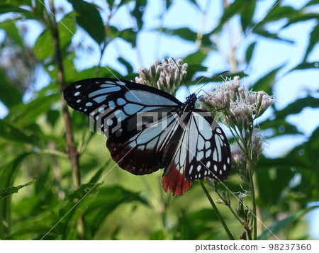 chestnut tiger butterfly butterfly chestnut tiger butterfly butterfly 98237360