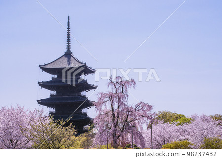 春天的垂枝櫻花和五層寶塔東寺 京都旅遊勝地 春天盛開 98237432