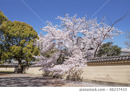 Cherry blossoms and earthen walls, Toji Temple in spring, a tourist spot in Kyoto, full of spring 98237433