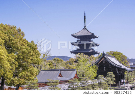 Fresh greenery and a five-storied pagoda, Toji Temple in spring, a tourist attraction in Kyoto 98237435