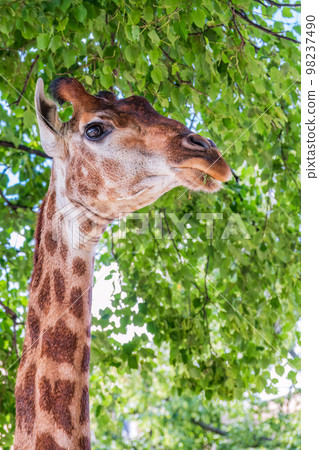 Close-up giraffe head on green leaves background Close-up giraffe head on green leaves background 98237490