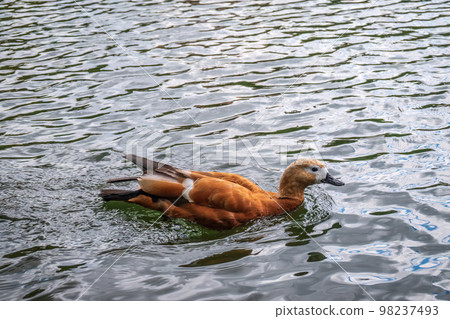 Ruddy Shelduck, or red duck, lat. Tadorna ferruginea, swimming on a lake. Ruddy Shelduck, or red duck, lat. Tadorna ferruginea, swimming on a lake. 98237493
