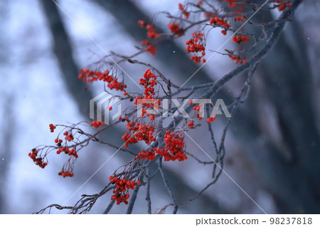 Rowan nuts that add flowers to the snowy landscape Rowan nuts that add flowers to the snowy landscape 98237818