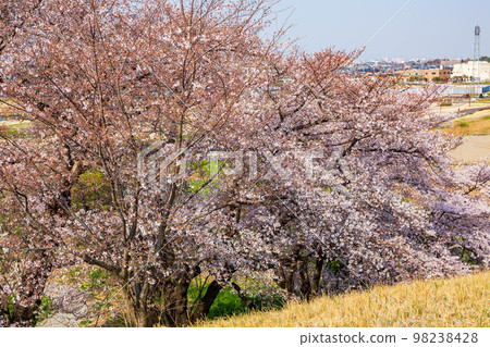 Spring in Gyoda, Saitama Cherry blossoms in Sakitama Kofun Park Spring in Gyoda, Saitama Cherry blossoms in Sakitama Kofun Park 98238428