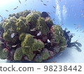 海上森林 98238442
