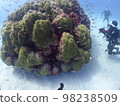 海上森林 98238509
