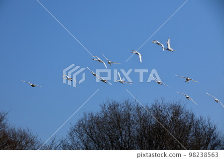 Koshibegawa Swan Landing Site, Kawashima-cho, Hiki-gun, Saitama Prefecture Swans forming a formation and flying through the sky 98238563