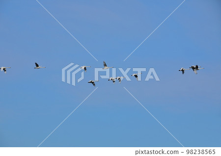 Koshibegawa Swan Landing Site, Kawashima-cho, Hiki-gun, Saitama Prefecture Swans forming a formation and flying through the sky 98238565