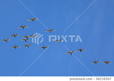 Koshibegawa Swan Landing Site, Kawashima-cho, Hiki-gun, Saitama Prefecture Swans forming a formation and flying through the sky 98238567