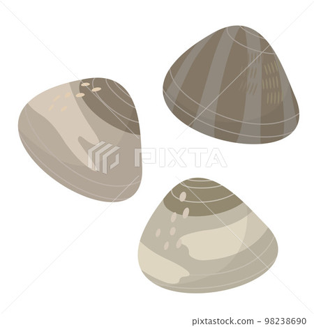 Vector illustration of clams. 98238690