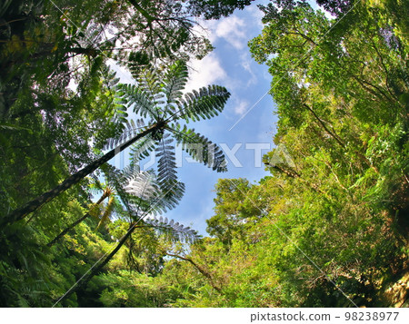 Ogimi Village, Okinawa Prefecture 98238977