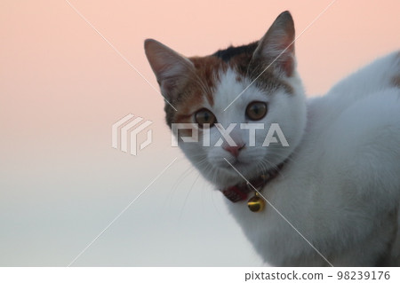 來吧 來吧 98239176